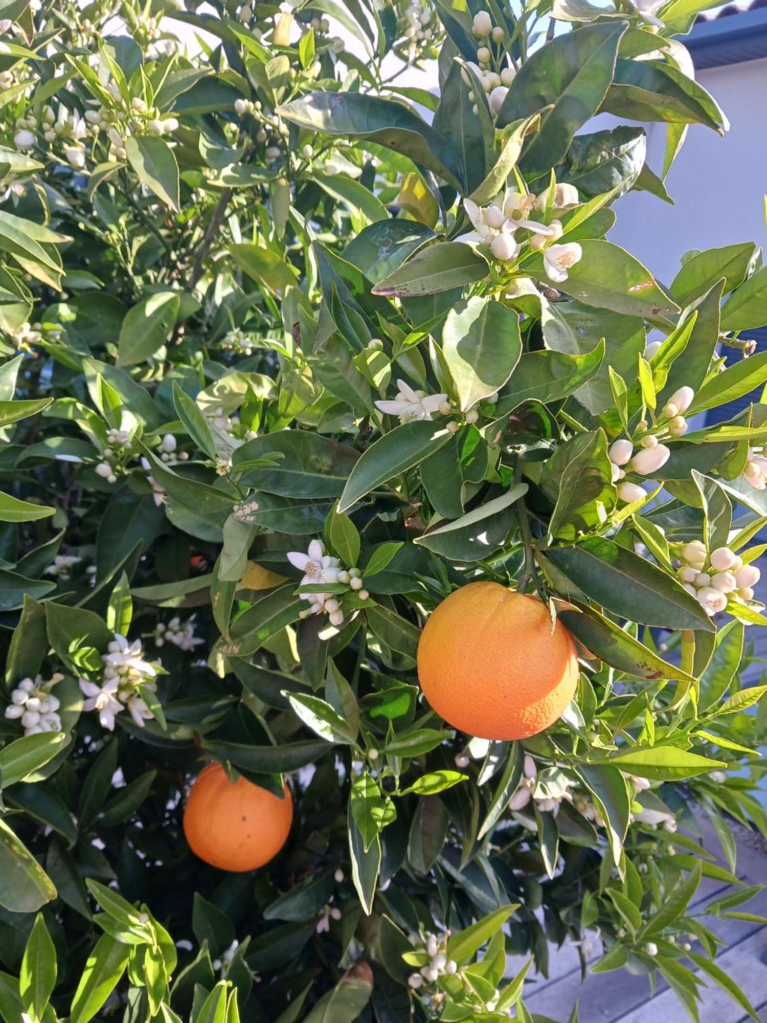 مبيت وإفطار فيلنوف ليه ماجولون La Paillote المظهر الخارجي الصورة